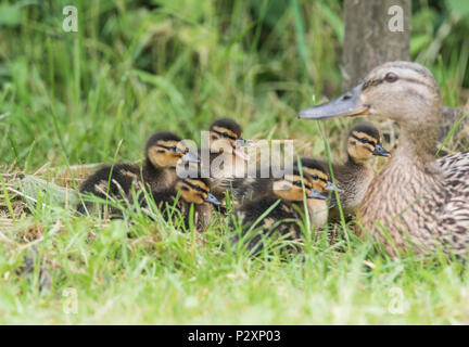 Female mallard (Anas platyrhynchos) avec une couvée de canetons Banque D'Images