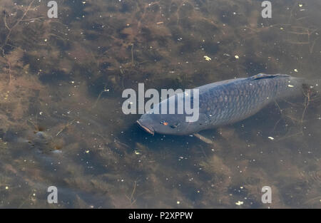 Les grandes carpes dans l'eau peu profonde Banque D'Images