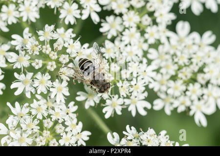 Eristalis arbustorum féminin sur un umbellifer Banque D'Images