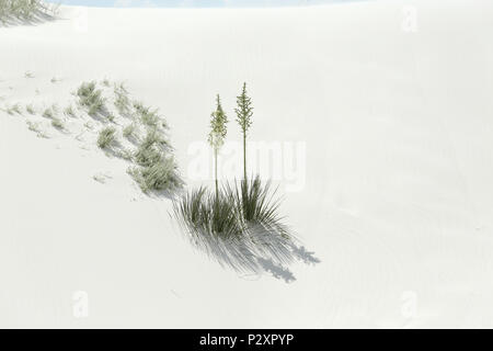 Floraison deux yuccas et leur ombre sur le sable du désert blanc brillant dans le sud du Nouveau-Mexique Banque D'Images