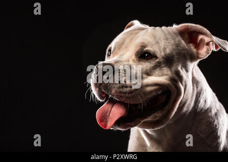 Pit-bull attentif close up studio shot black background copy space Banque D'Images