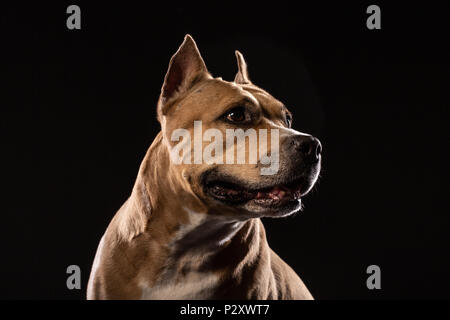 Pit-bull attentif close up studio shot black background copy space Banque D'Images