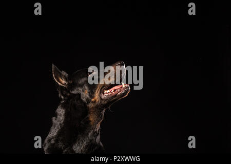 Portrait de beau mâle noir doberman chien sur fond noir. Copy space Banque D'Images