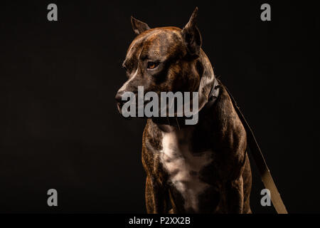 Pit-bull attentif close up studio shot black background copy space Banque D'Images