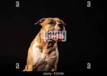 Pit-bull attentif close up studio shot black background copy space Banque D'Images