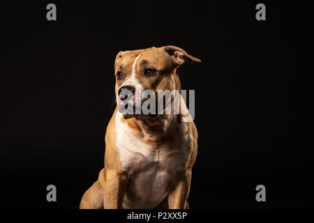 Pit-bull attentif close up studio shot black background copy space Banque D'Images