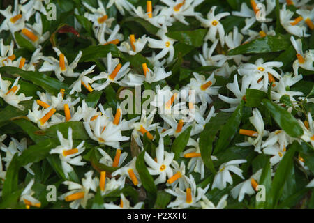 Nyctanthes arbor-tristis fleurs communément connu sous le nom de Shefali ou Shiuli tombé sur l'herbe du Ramna Park à Dhaka, Bangladesh Banque D'Images