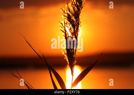 Clouse look d'un coucher de soleil d'été avec golden, orange, jaune et rouge à l'arrière-plan. Un roseau solitaire seul dans ce chaleureux moment. Banque D'Images