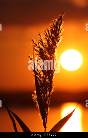 Clouse look d'un coucher de soleil d'été avec golden, orange, jaune et rouge à l'arrière-plan. Un roseau solitaire seul dans ce chaleureux moment. Banque D'Images