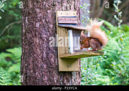 L'Écureuil roux à une mangeoire à Forêt Newborough sur Anglesey, au Pays de Galles. C'est un élément important de la conservation de l'écureuil rouge vue. Banque D'Images