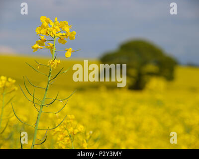 Champ de canola colza jaune vif en pleine floraison prêts pour la récolte. Tree in field avec dramtic Michaelston Y Fedw sky Banque D'Images