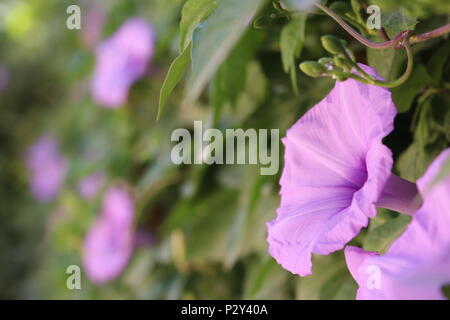 Belles fleurs violettes de l'Ipomoea Cairica ou gloire du matin Banque D'Images