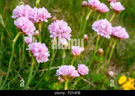 Armeria maritima, communément connu sous le nom de l'épargne, le sea thrift ou la mer de plus en plus rose sur la côte d'Anglesey, au Pays de Galles, Royaume-Uni Banque D'Images