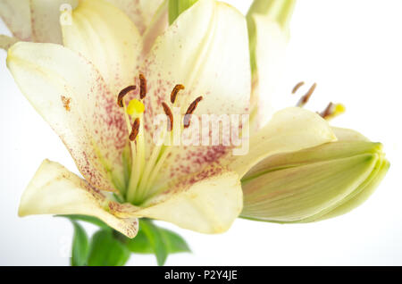 Lily asiatiques jaune léger stemmend blossom isolés contre fond blanc Banque D'Images