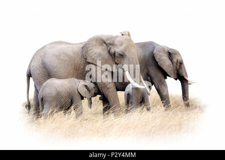 Groupe d'éléphants africains dans l'herbe haute, isolé sur fond blanc. Deux feemales adultes se nourrissent les veaux. Banque D'Images