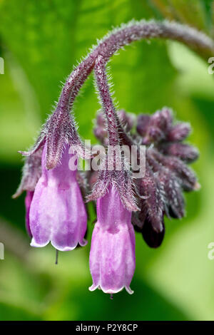 Comfrey, probablement l'espèce hybride russe Comfrey (symphytum x uplandicum), gros plan d'une seule tête de fleur. Banque D'Images