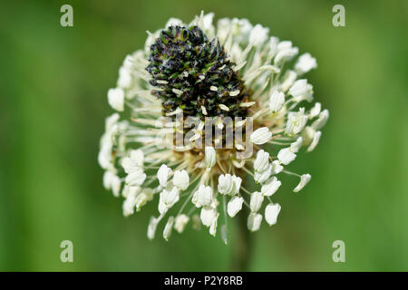 Plantain lancéole, ou Ribgrass, (Plantago lanceolata), près de la tête de floraison. Banque D'Images