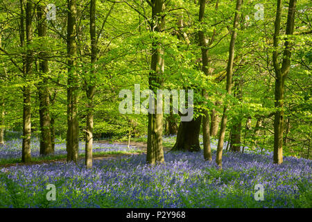 La lumière du soleil pommelé, chemin venteux, beau tapis bleu couleur de la floraison bluebells & arbres - Middleton Woods, Ilkley, West Yorkshire, Angleterre, Royaume-Uni. Banque D'Images