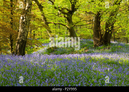 Beau feuillage coloré de soleil, les arbres et les tapis bleu de jacinthes fleurs en forêt - Middleton Woods, Ilkley, West Yorkshire, Angleterre, Royaume-Uni. Banque D'Images