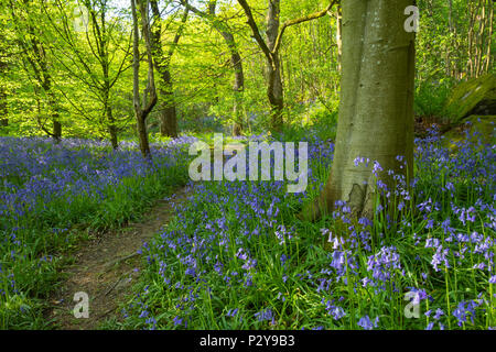 Chemin forestier & beau tapis bleu coloré de fleurs jacinthes sous les arbres au printemps - Middleton Woods, Ilkley, West Yorkshire, Angleterre, Royaume-Uni. Banque D'Images