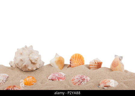 Les coquillages qui sort du sable, isolé sur fond blanc. Banque D'Images