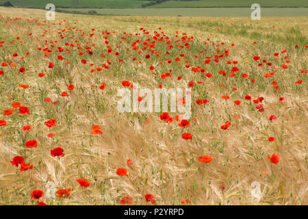 Domaine de coquelicots rouges (Papaver rhoeas), campagne du Dorset en été, UK Banque D'Images