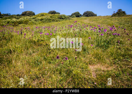 Plus de centaurée maculée (Centaurea la gale) dans une zone de prairie sur une journée ensoleillée de Seven Sisters Country Park près de Eastbourne, East Sussex, UK Banque D'Images