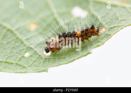 Un mâle juvénile vaporer espèce d'Orgyia antiqua caterpillar, trouvés sur un saule. C'est à seulement quelques millimètres de long. Nord du Dorset England UK GB. Banque D'Images