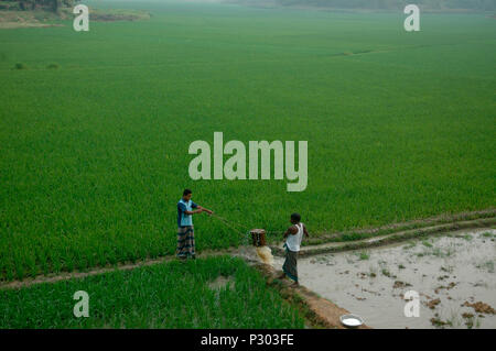 Les agriculteurs d'arroser dans la rizière à Kaliganj. Gazipur, Bangladesh. Banque D'Images