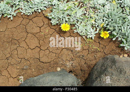 Close up de sol volcanique avec creeps avec ramification spontanée de plante succulente avec des fleurs jaunes Banque D'Images