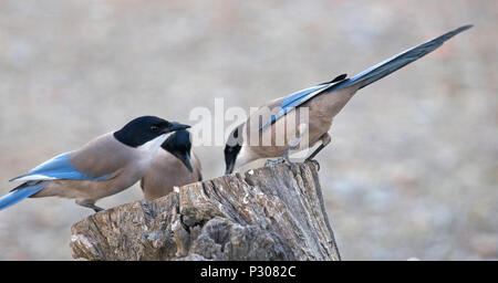 Groupe de Pie ibérique (Cyanopica cooki) au crépuscule, la Sierra Morena, Andalousie, espagne. Banque D'Images