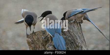 Groupe de Pie ibérique (Cyanopica cooki) au crépuscule, la Sierra Morena, Andalousie, espagne. Banque D'Images