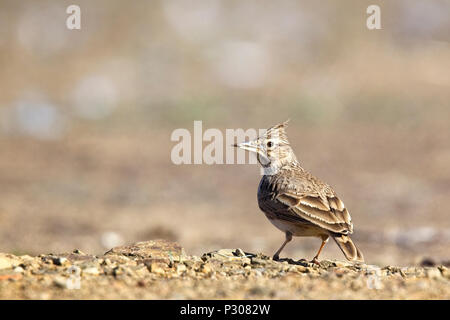 (Galerida cristata Crested Lark), près de Cordoue, Andalousie, espagne. Banque D'Images