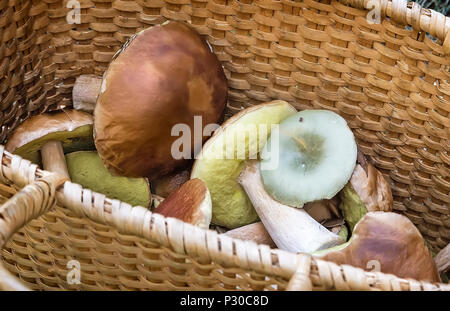 Dans une clairière dans les bois grand panier en osier avec une variété de champignons forestiers recueillies. Banque D'Images