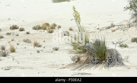 Yucca plante à fleurs blanches sur le sable du désert dans le sud du Nouveau Mexique Banque D'Images