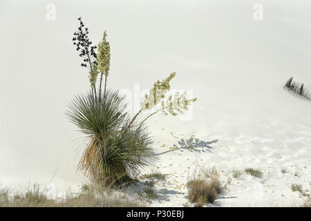 Yucca plante à fleurs blanches sur le sable du désert dans le sud du Nouveau Mexique Banque D'Images