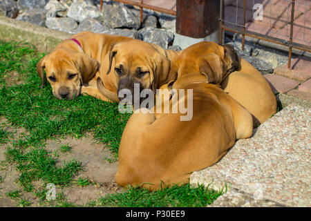 L'Afrique du Sud - chiots Boerboel le jeu à l'extérieur dans le jardin. Banque D'Images