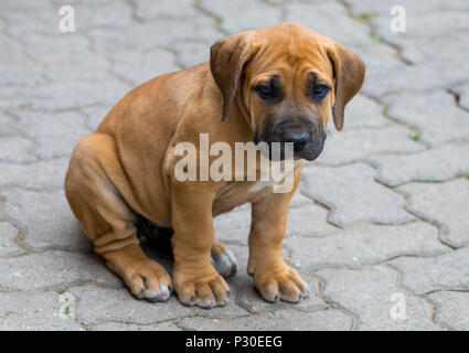 South African Boerboel chiot - le jeu à l'extérieur dans le jardin. Banque D'Images