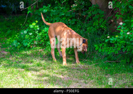 Big brown pure race chien massif sud-africain Boerboel espèces. Banque D'Images