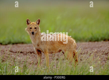 Femme, le chacal, les Indiens adultes (Canis aureus indicus) également connu sous le nom de chacal doré (Canis aureus), Parc National, Velavadar Blackbuck, Gujarat, Inde Banque D'Images