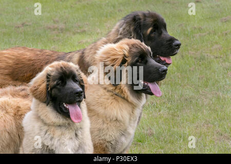 Chiens de sauvetage à Bolesworth, Cheshire, Royaume-Uni. Terre-Neuve une expérience de chien de sauvetage grande et forte en eau libre. Ces animaux étaient à l'origine utilisés comme chiens de travail pour tirer des filets pour les pêcheurs et transporter du bois. Newfs ou 'Newfies' ont des pattes palmées et un manteau résistant à l'eau. Banque D'Images