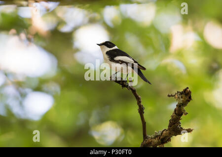 Beau mâle Collier Ficedula Albicollis, moucherolle, assis sur une branche dans la forêt par saison Printemps Banque D'Images