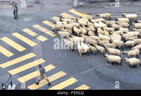 Un troupeau de moutons laineux d'être ramené à leurs pâturages agricoles pâturage après tout l'été dans les prairies alpines sont guidées par deux bergers à travers les rues de Zürich, Suisse. Cela fait partie d'une migration saisonnière traditionnelle de moutons, bovins et chèvres des fermes dans des vallées de montagne à des pâturages au-dessus de la ligne des arbres. La montée et descente des animaux est souvent accompagnée par des festivals folkloriques dans les villages de montagne. Banque D'Images