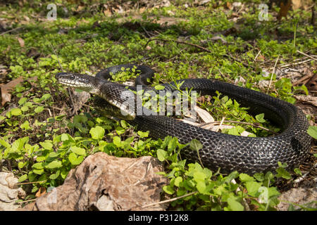 Couleuvre obscure défensive dans la végétation d'un vert vif - Pantherophis alleghaniensis Banque D'Images