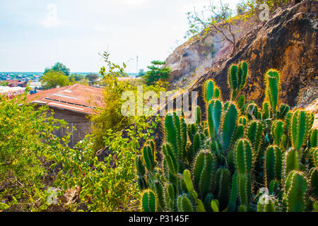 Groupe de cactus ou cacty dans la nature sauvage du Cambodge Banque D'Images