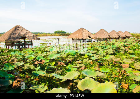 Champ de fleurs de lotus et ferme avec des abris près de Phnom Krom, Siem Reap, Cambodge Banque D'Images