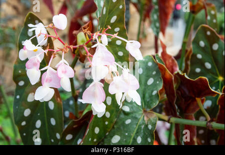 Begonia Maculata Wightii en fleurs blanc-rose avec des fleurs et feuilles tachetées vert et rouge Banque D'Images