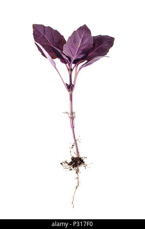 Basilic Feuilles rouge. Studio Photo Banque D'Images