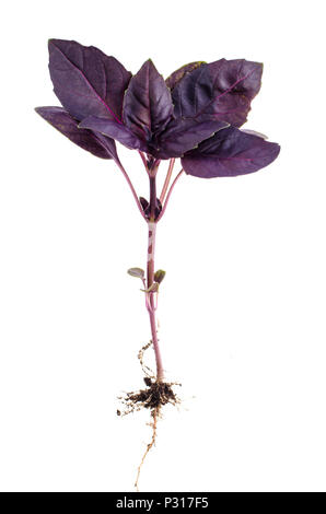 Basilic Feuilles rouge. Studio Photo Banque D'Images