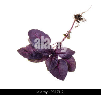 Basilic Feuilles rouge. Studio Photo Banque D'Images